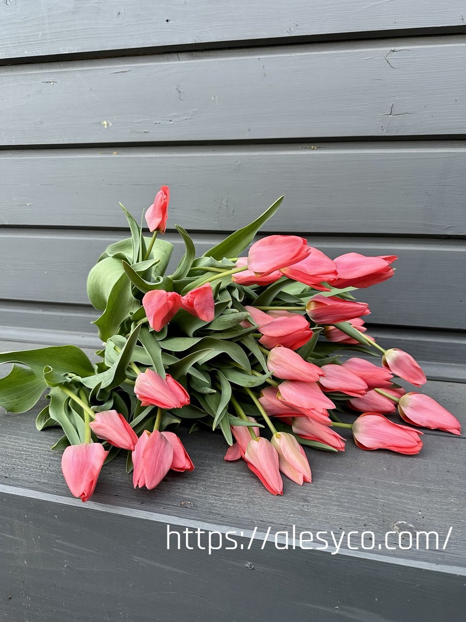 Tulip