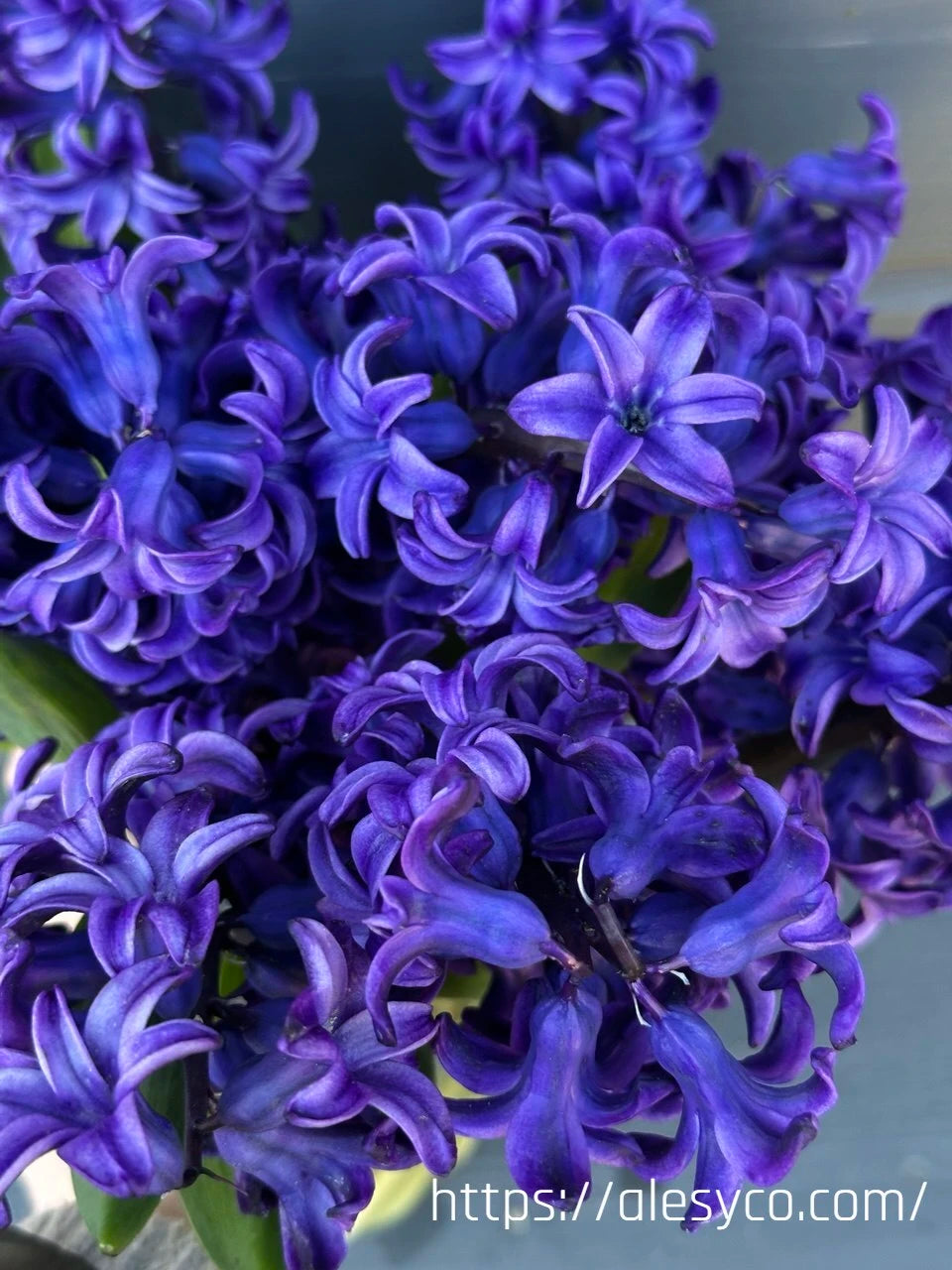 Hyacinth