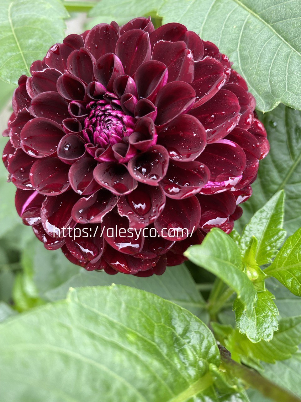 Dahlias