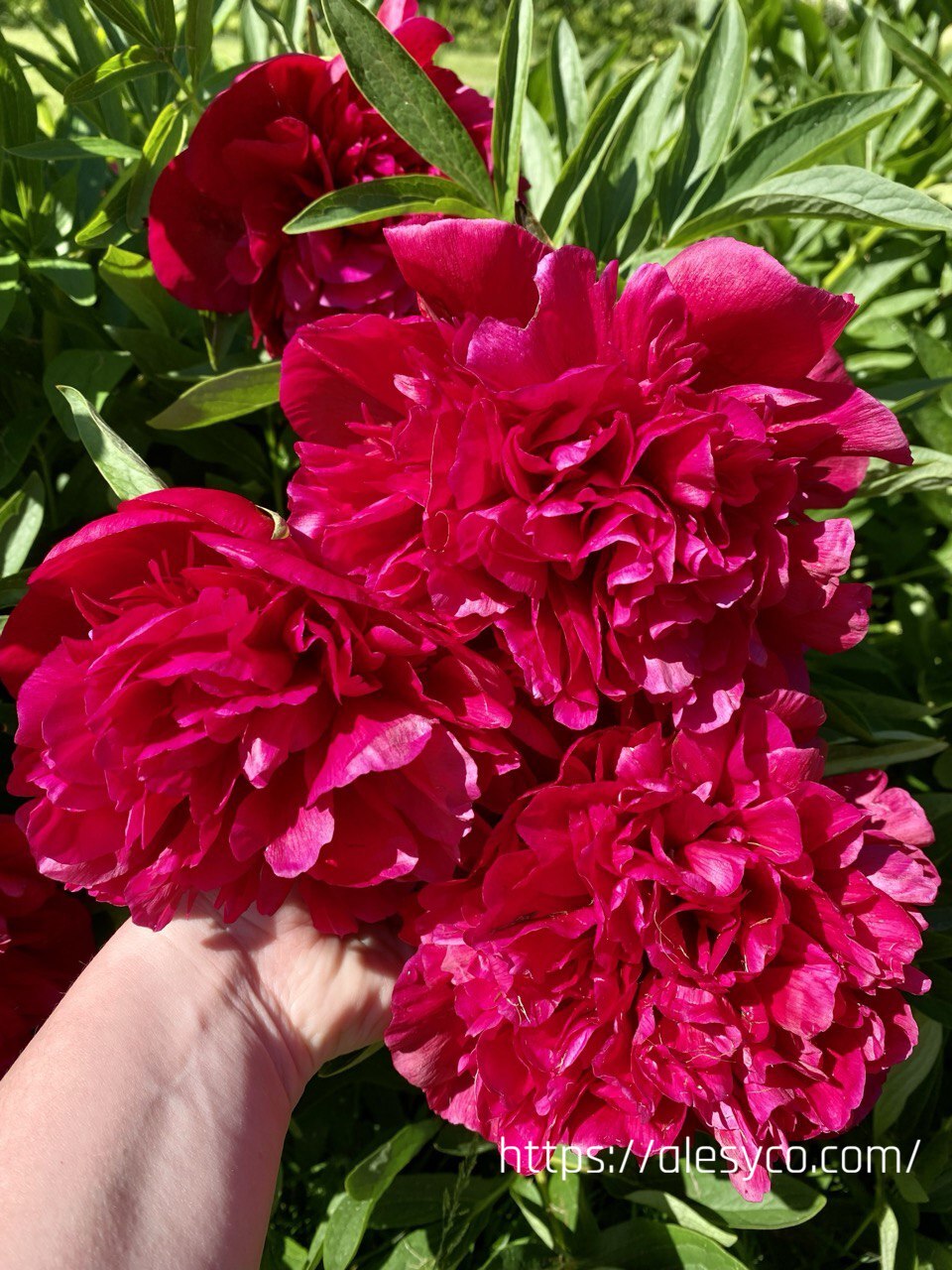 Peonies
