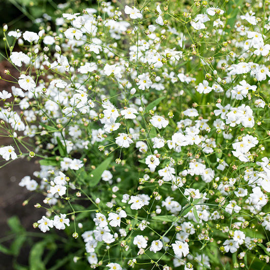 SHOWY BABY’S-BREATH COVENT GARDEN MARKET