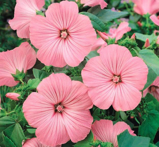 ROSE MALLOW SILVER CUP