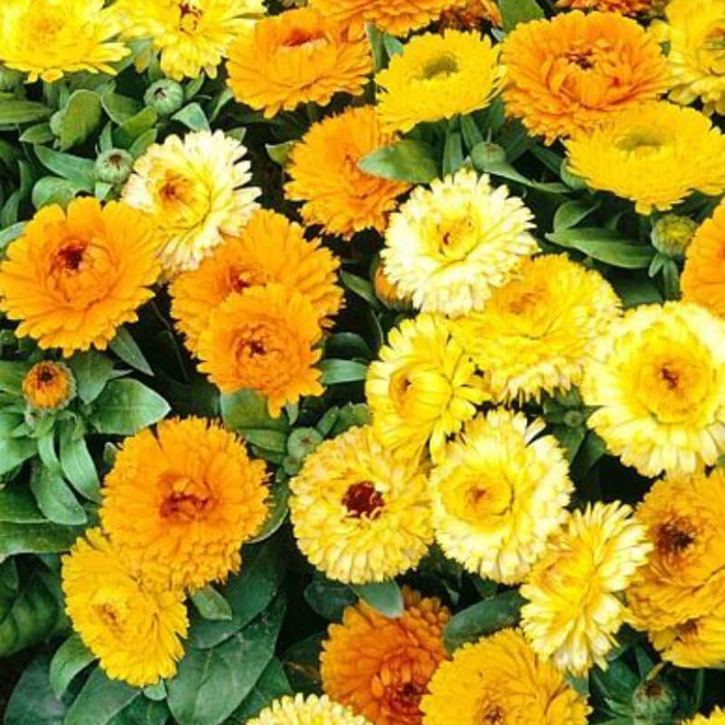 Kliņģerītes YELLOW GITANA