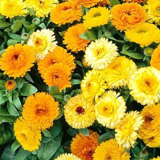 Kliņģerītes YELLOW GITANA