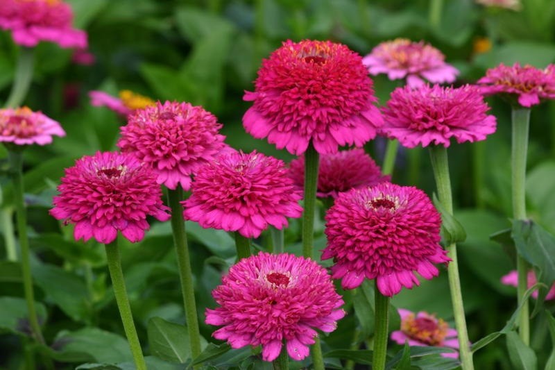 Gleznās cinijas ZINDERELLA PURPLE