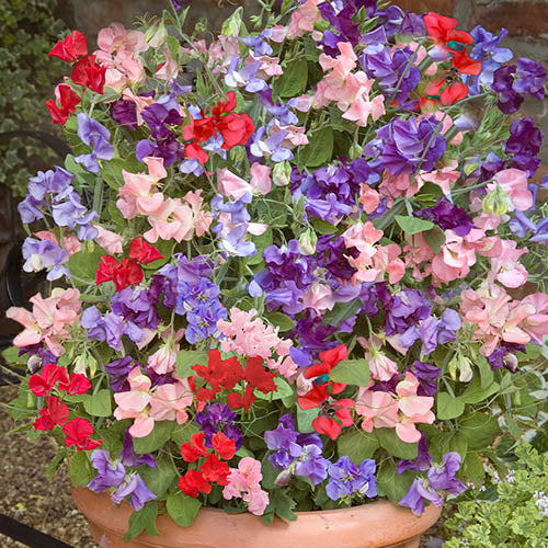 SWEET PEA BIJOU
