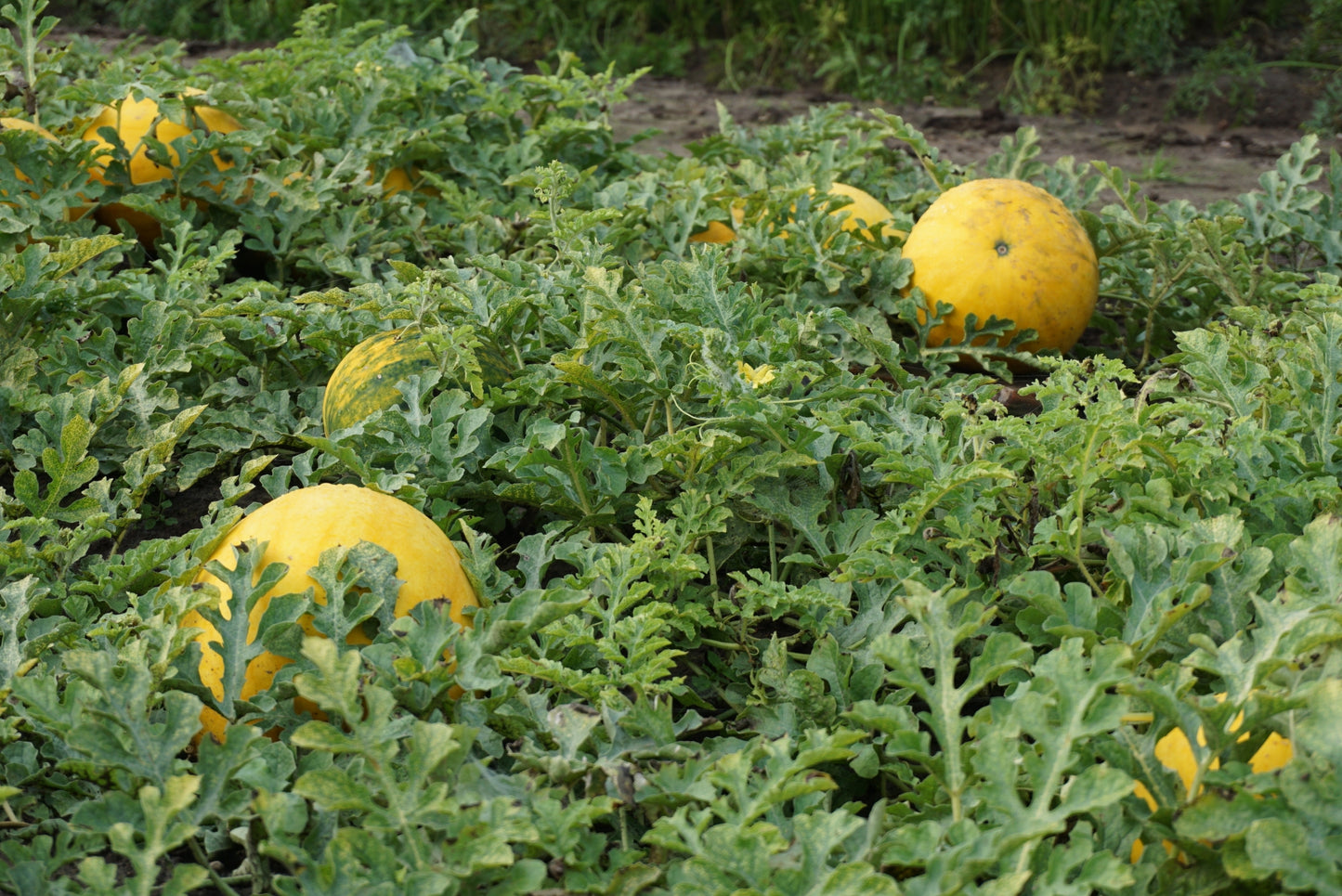 WATERMELON ZŁOTO WOLICY H
