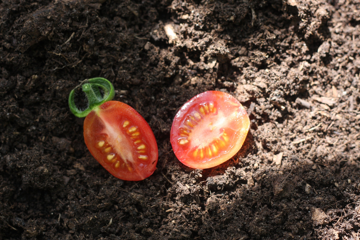 TOMATO MALINOWY KAPTUREK