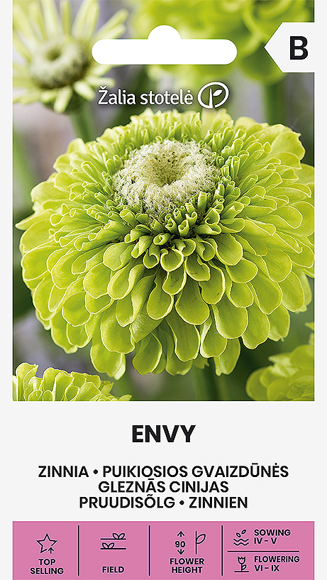 Gleznās cinijas ENVY