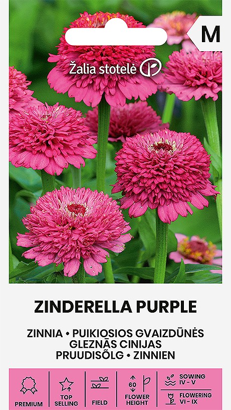 Gleznās cinijas ZINDERELLA PURPLE