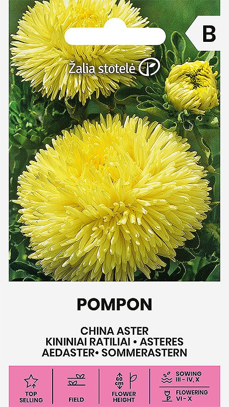ASTERES POMPON