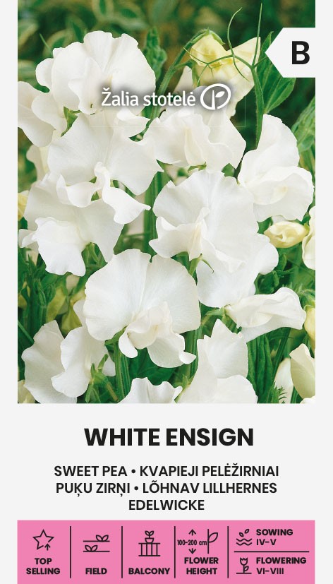 Puķu zirņi WHITE ENSIGN