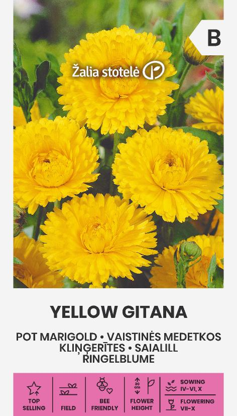 Kliņģerītes YELLOW GITANA