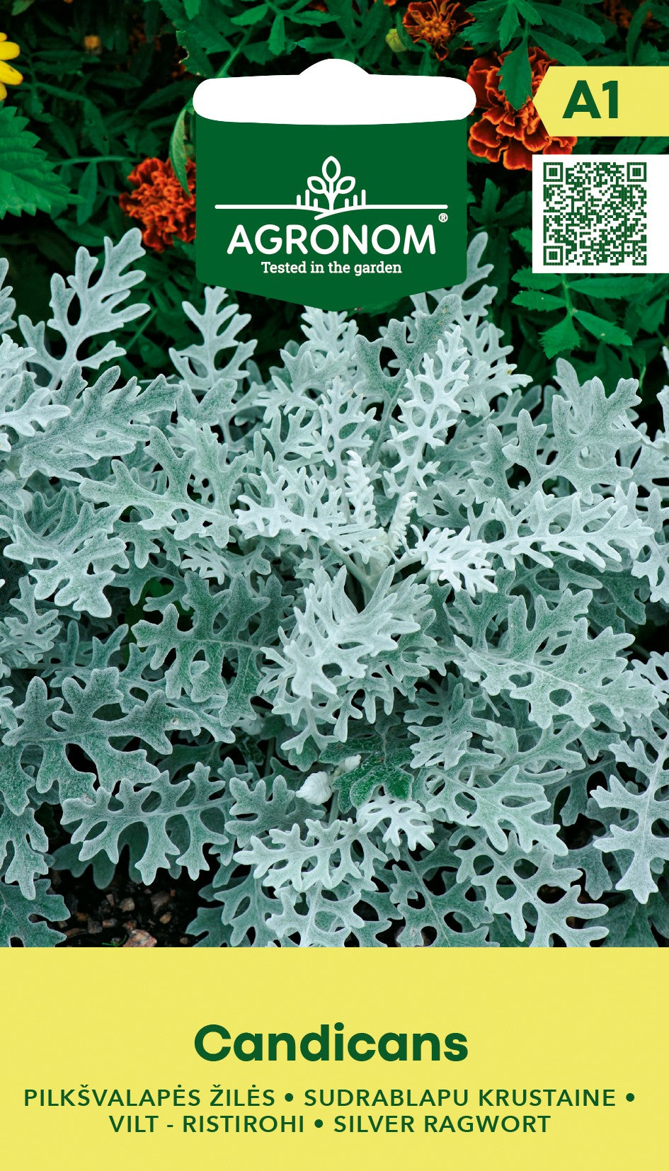 SUDRABA KRUSTAINE CANDICANS