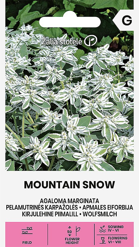 Apmales eiforbija MOUNTAIN SNOW