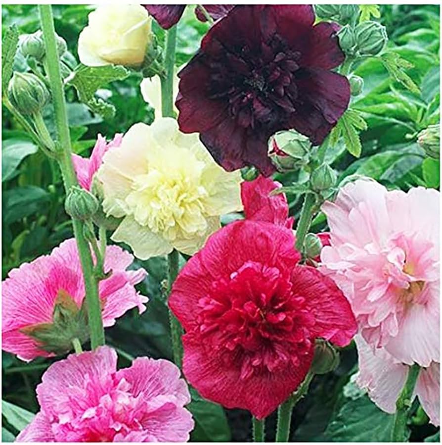 HOLLYHOCK MAJORETTE