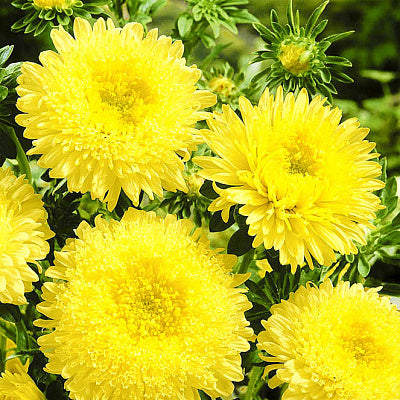ASTERES POMPON