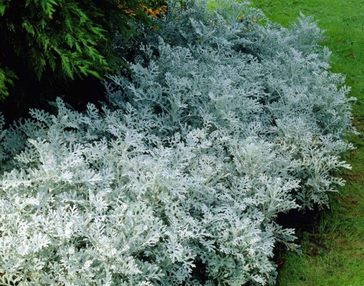 SUDRABA KRUSTAINE CANDICANS