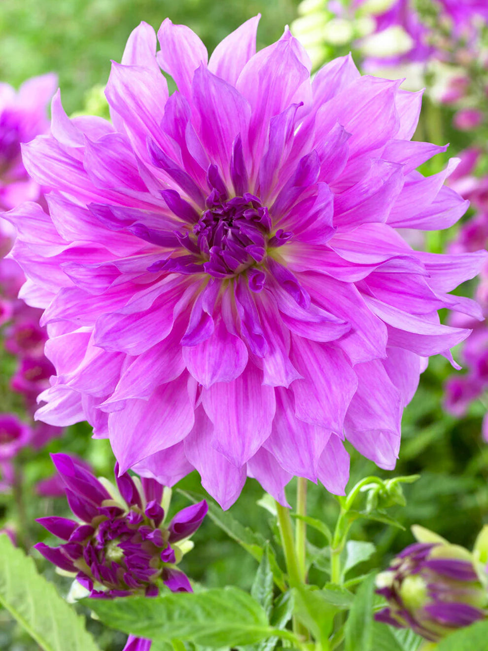 Dāliju Lavender Ruffles 1 gab