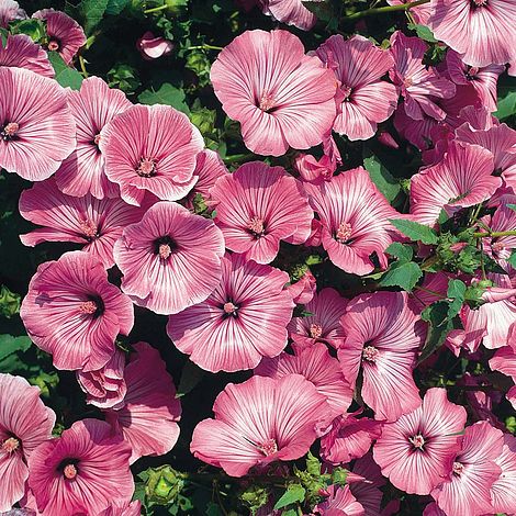ROSE MALLOW SILVER CUP