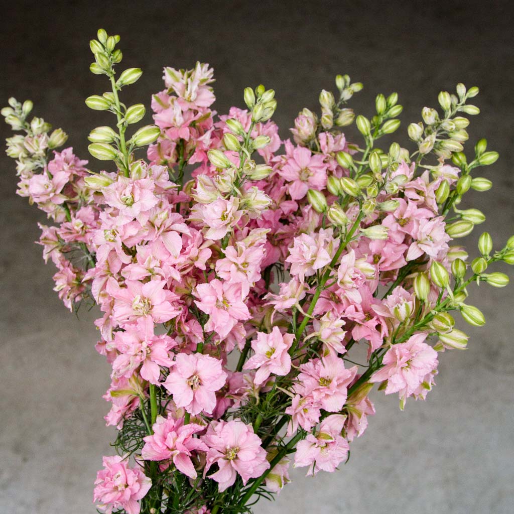 Delfinijas ROSE QUEEN