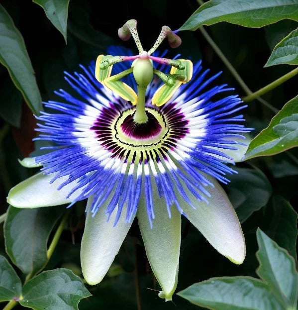 PASIFLORA, COREULEA BLUE