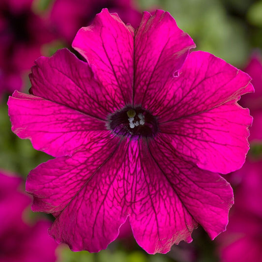PETŪNIJAS GRANDIFLORA TOUHA H BURGUNDIJA