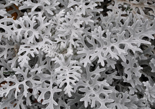 SUDRABA KRUSTAINE CANDICANS