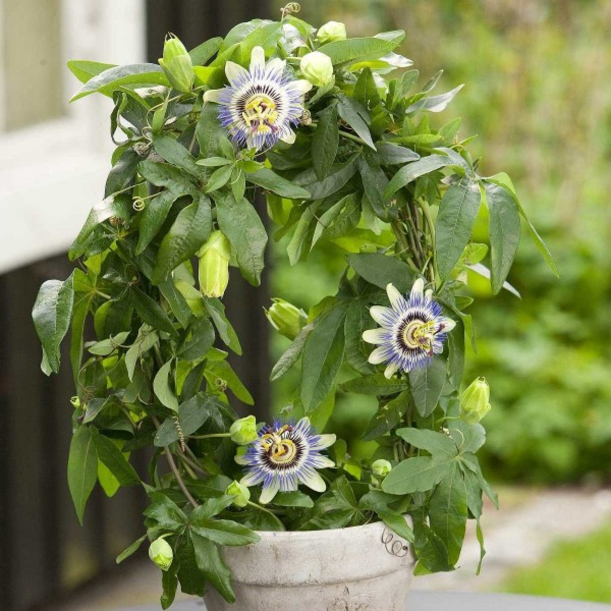 PASIFLORA, COREULEA BLUE