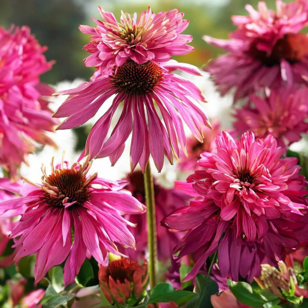 paradiso tall mix echinacea seed Echinacea purpurea Paradiso Super Duper