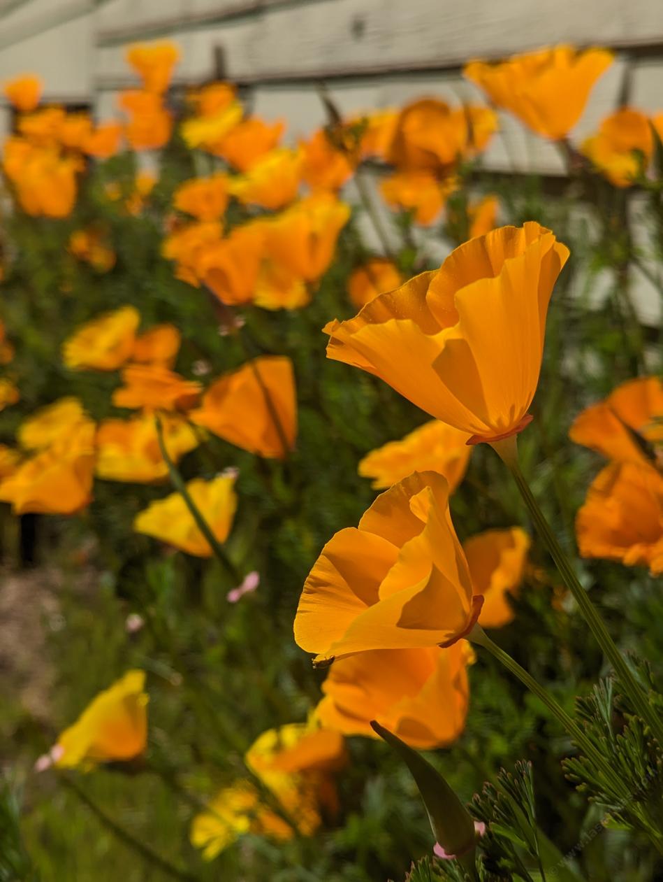 KALIFORNIJAS EŠOLCIJAS ORANGE KING