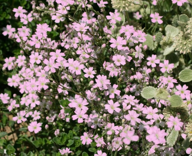 GLEZNĀS ĢIPSENES ROSEA