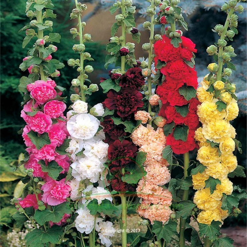 HOLLYHOCK MAJORETTE