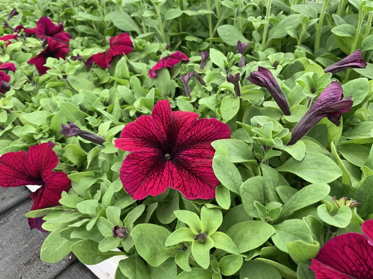 PETŪNIJAS GRANDIFLORA TOUHA H BURGUNDIJA
