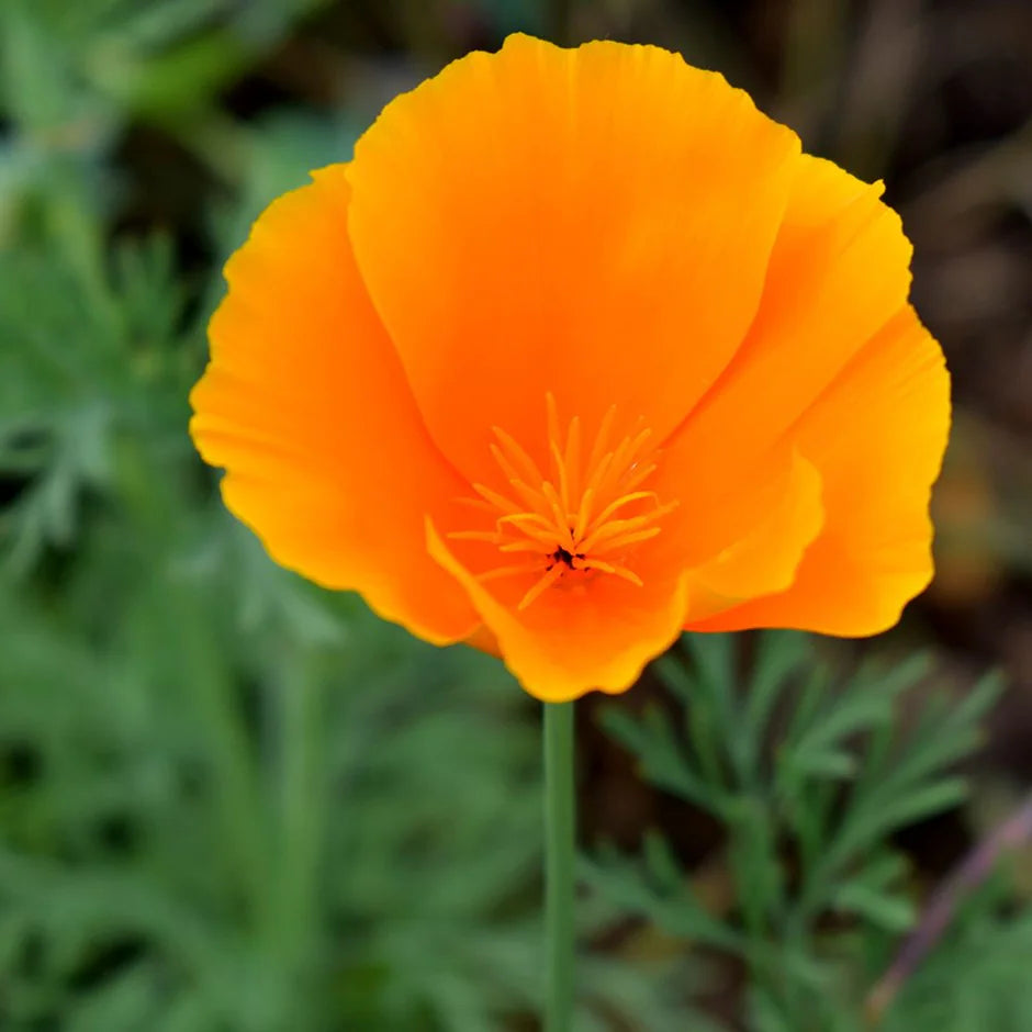 KALIFORNIJAS EŠOLCIJAS ORANGE KING