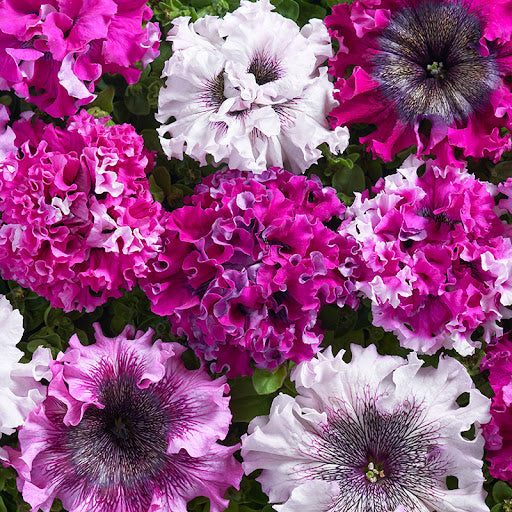 PETUNIA GRANDIFLORA | CERNY'S PAK TRIUMPH