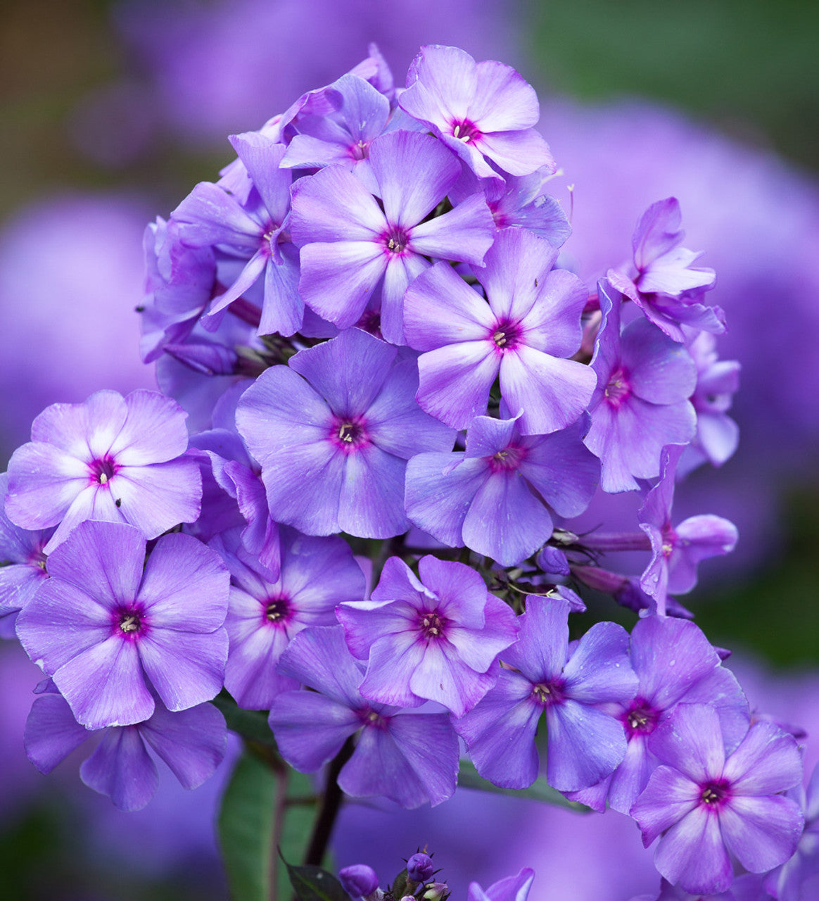 Phlox (coming soon)