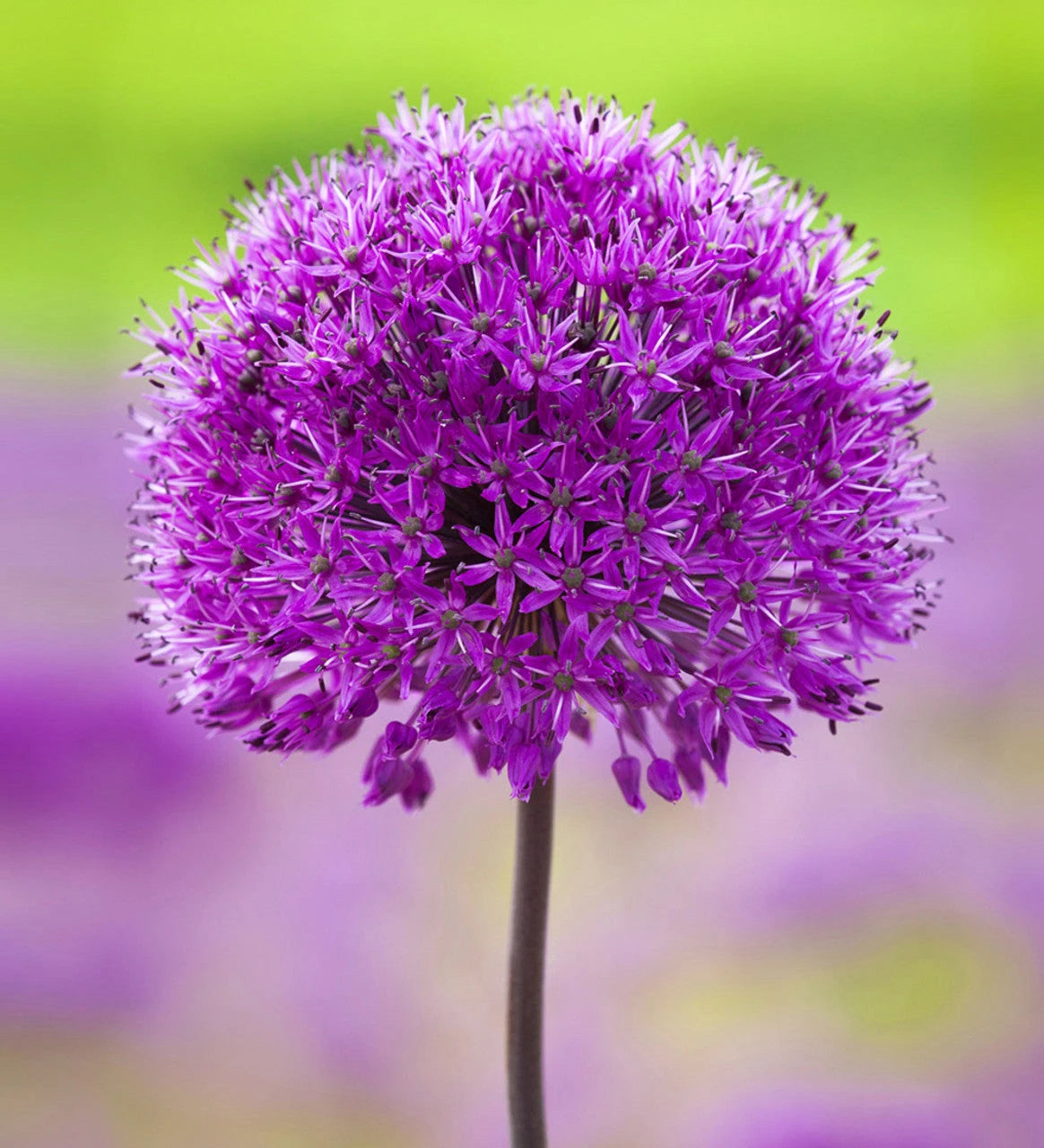 Allium