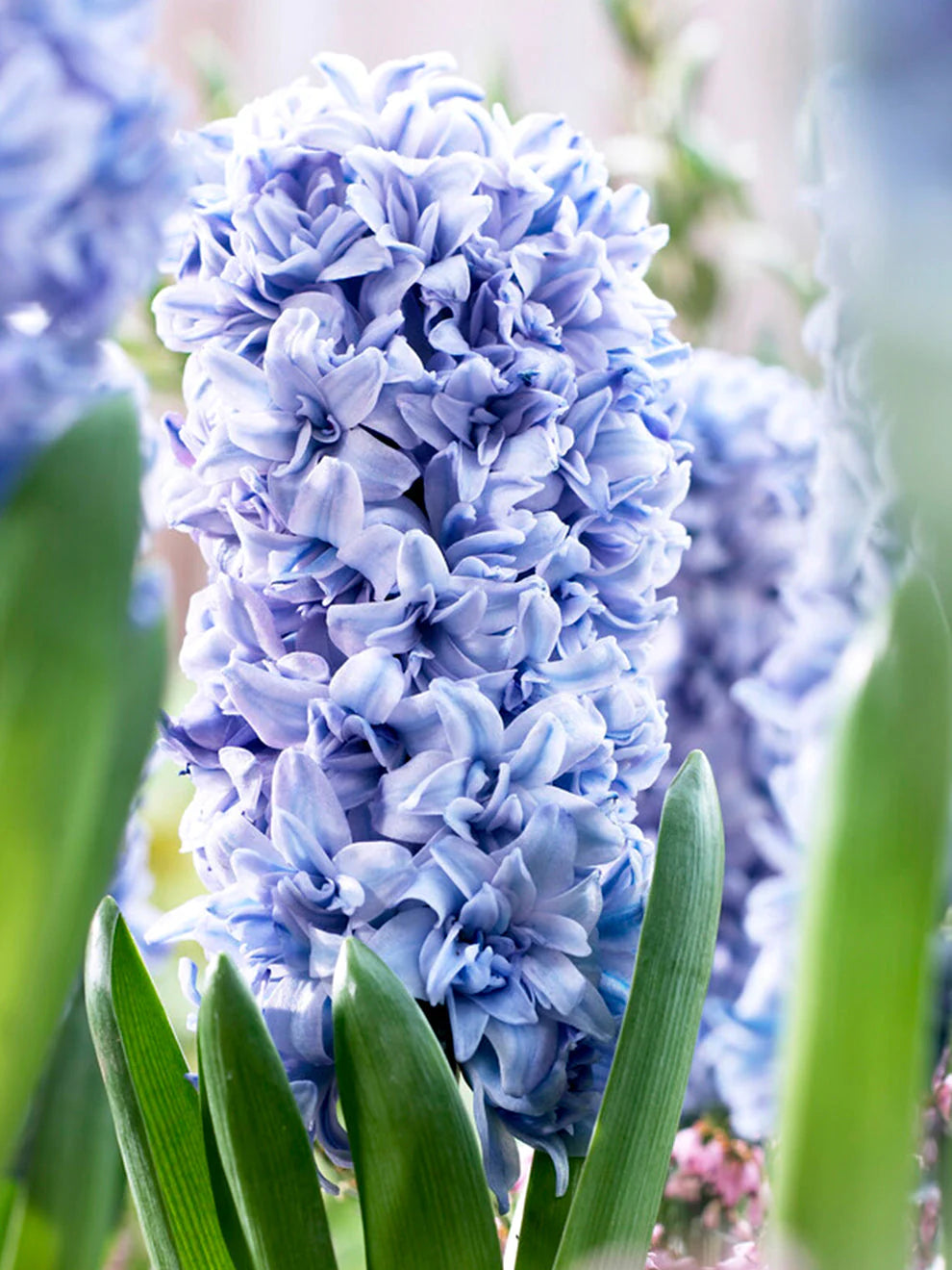 Hyacinth