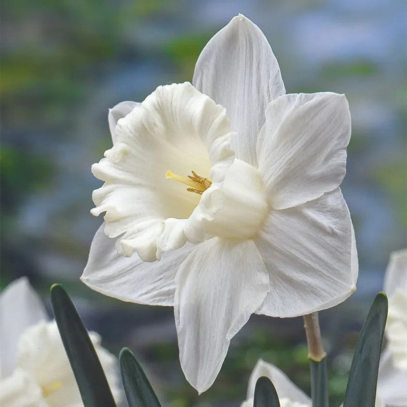 Narcissus