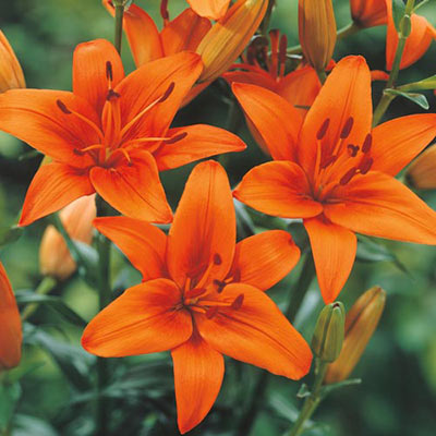 Asiatic orange Lilies -1 bulbs