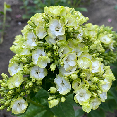 Floksis Orchid Green