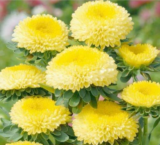 ASTERES POMPON