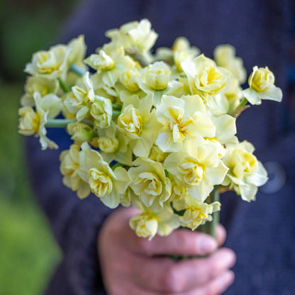Narcissus Yellow Cheerfulness 5 bulbs