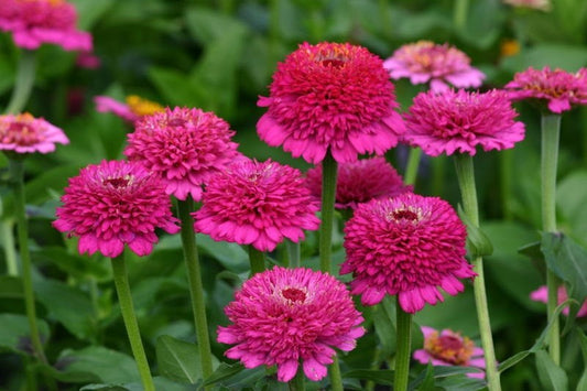 Gleznās cinijas ZINDERELLA PURPLE