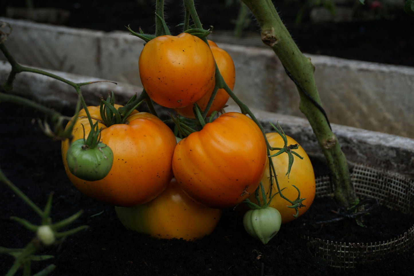 TOMATO OXHEART ORANGE