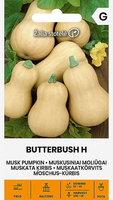 PUMPKIN MUSK BUTTERBUSH H
