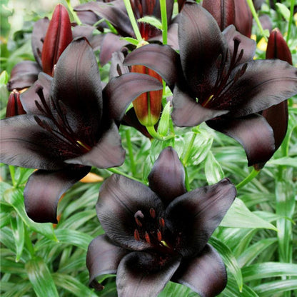 Nightrider Lilies -1 bulbs