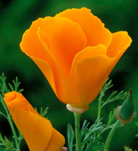 KALIFORNIJAS EŠOLCIJAS ORANGE KING