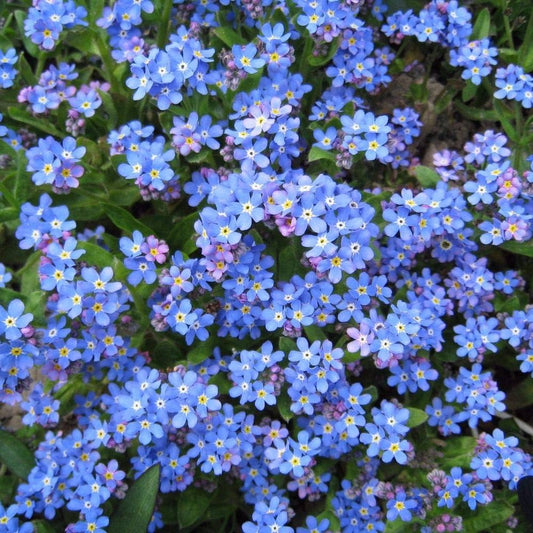 Neaizmirstulītes BLUE BALL